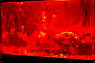 LED ���������� ��� ��������� AL600R