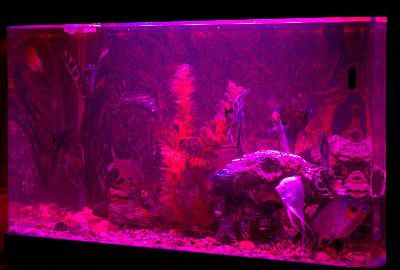 LED ���������� ��� ��������� AL600RB