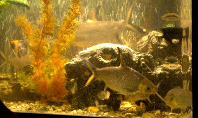 LED ���������� ��� ��������� AL600W