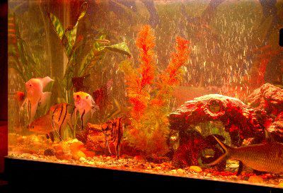 LED ���������� ��� ��������� AL600WR