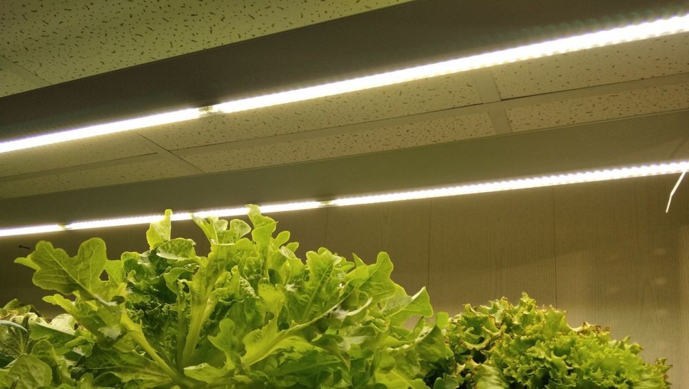 �������������� FITO AGROASPECT 50W CRI92 2000��