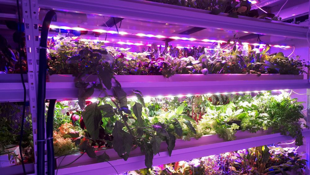 �������������� FITO AGROASPECT 50W CRI92 1000��